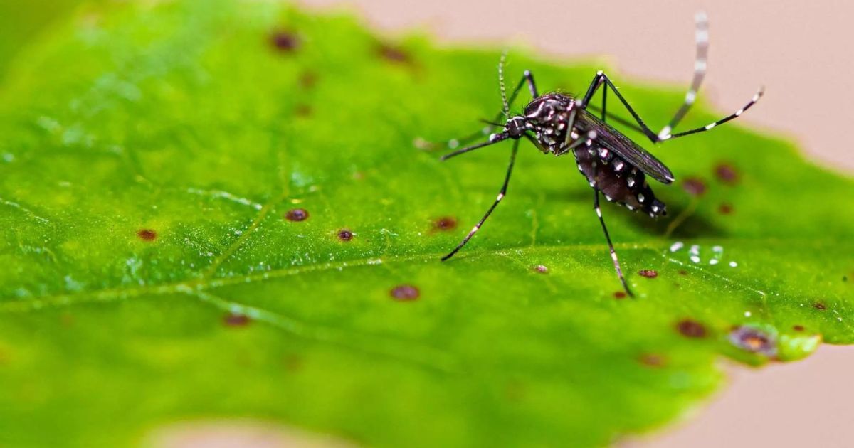 Brusque chega a quase 3 mil casos confirmados de Dengue