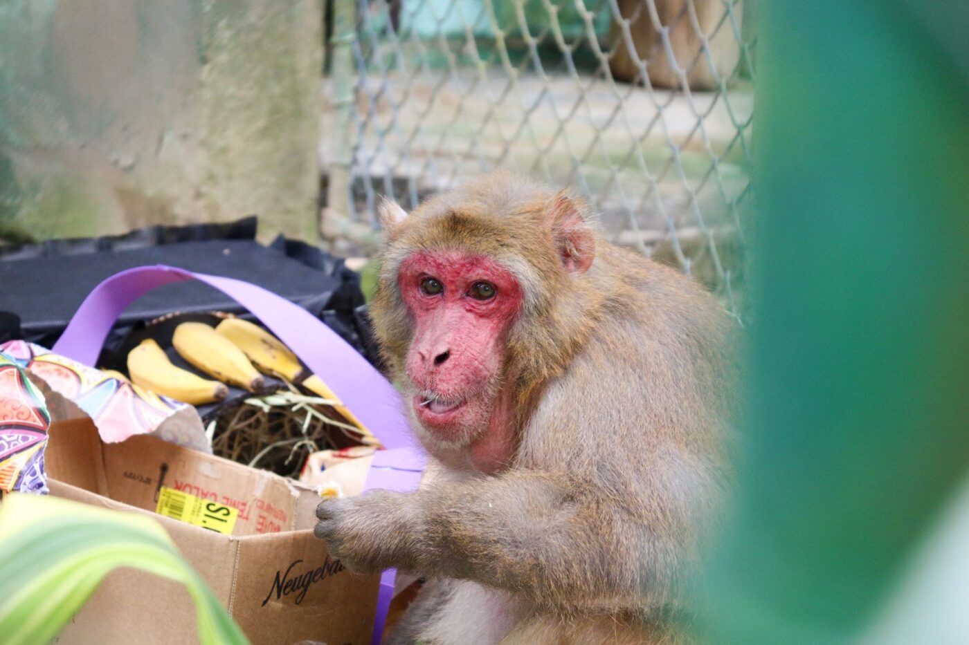 Macaquinho do Zoobotânico completa 31 anos