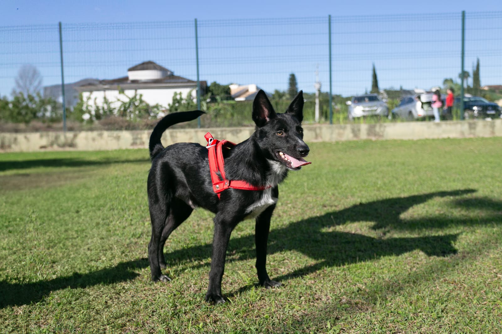 Setor de Bem Estar Animal procura lar definitivo para cães resgatados