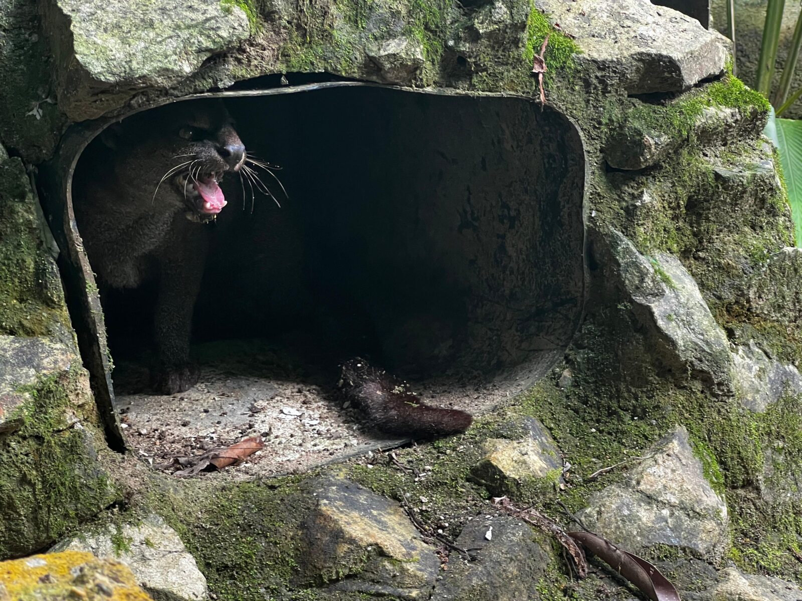 Gato-mourisco é o mais novo habitante do Zoobotânico de Brusque