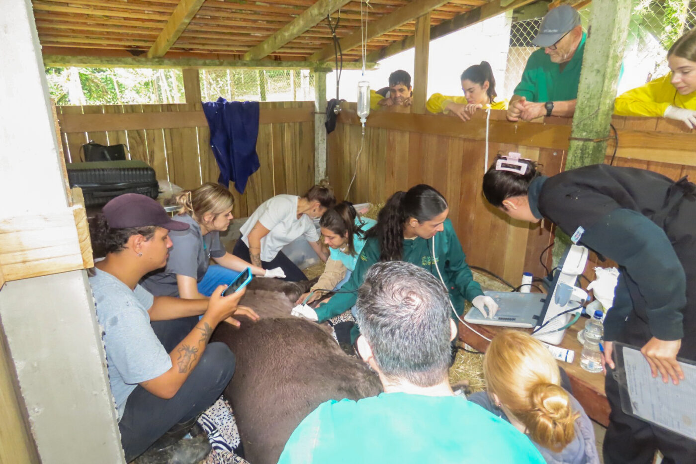 Alunos de Medicina Veterinária da Furb realizam check-up em anta do Parque Zoobotânico