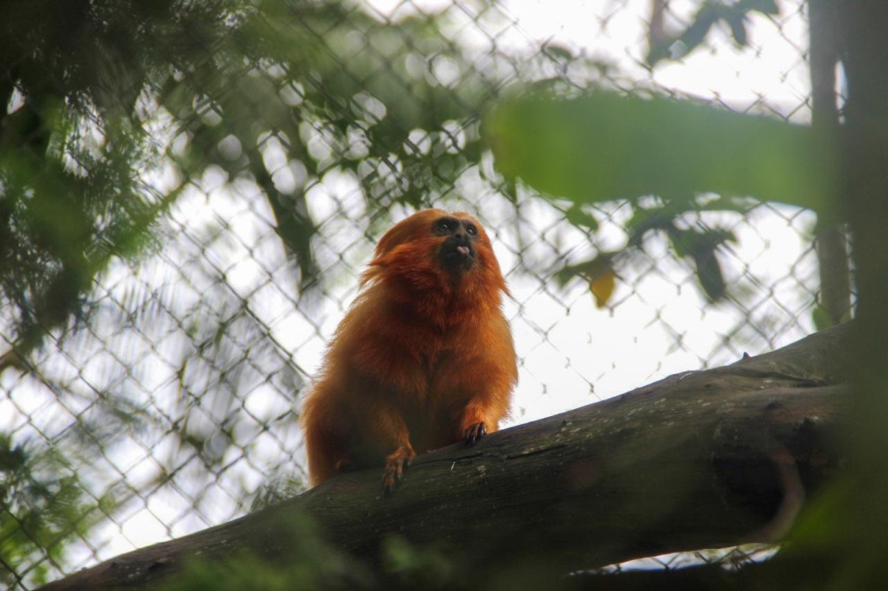 Parque Zoobotânico recebe Mico-leão-dourado