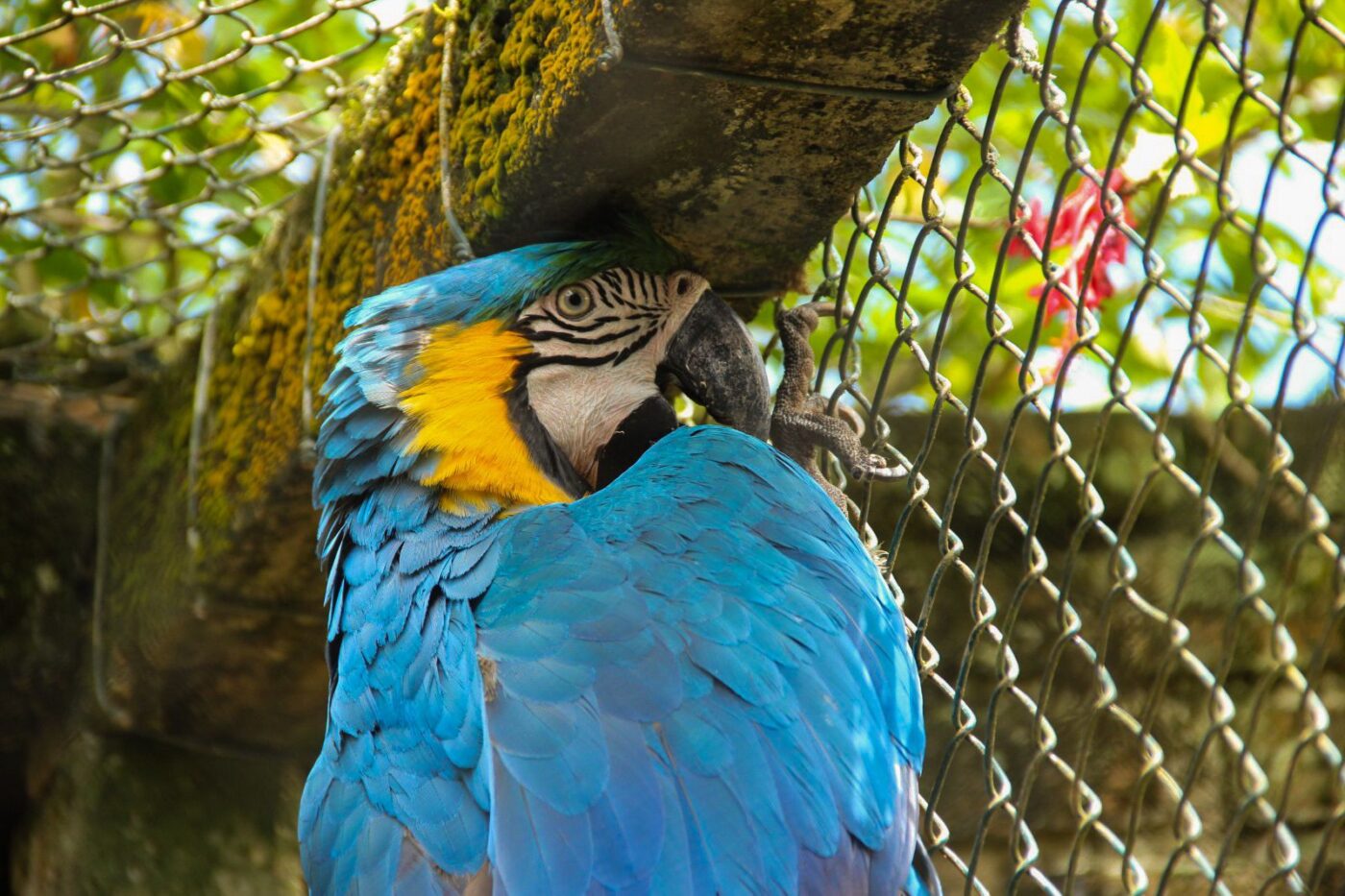 Arara-canindé é resgatada pela Fundema, em parceria com o Zoobotânico