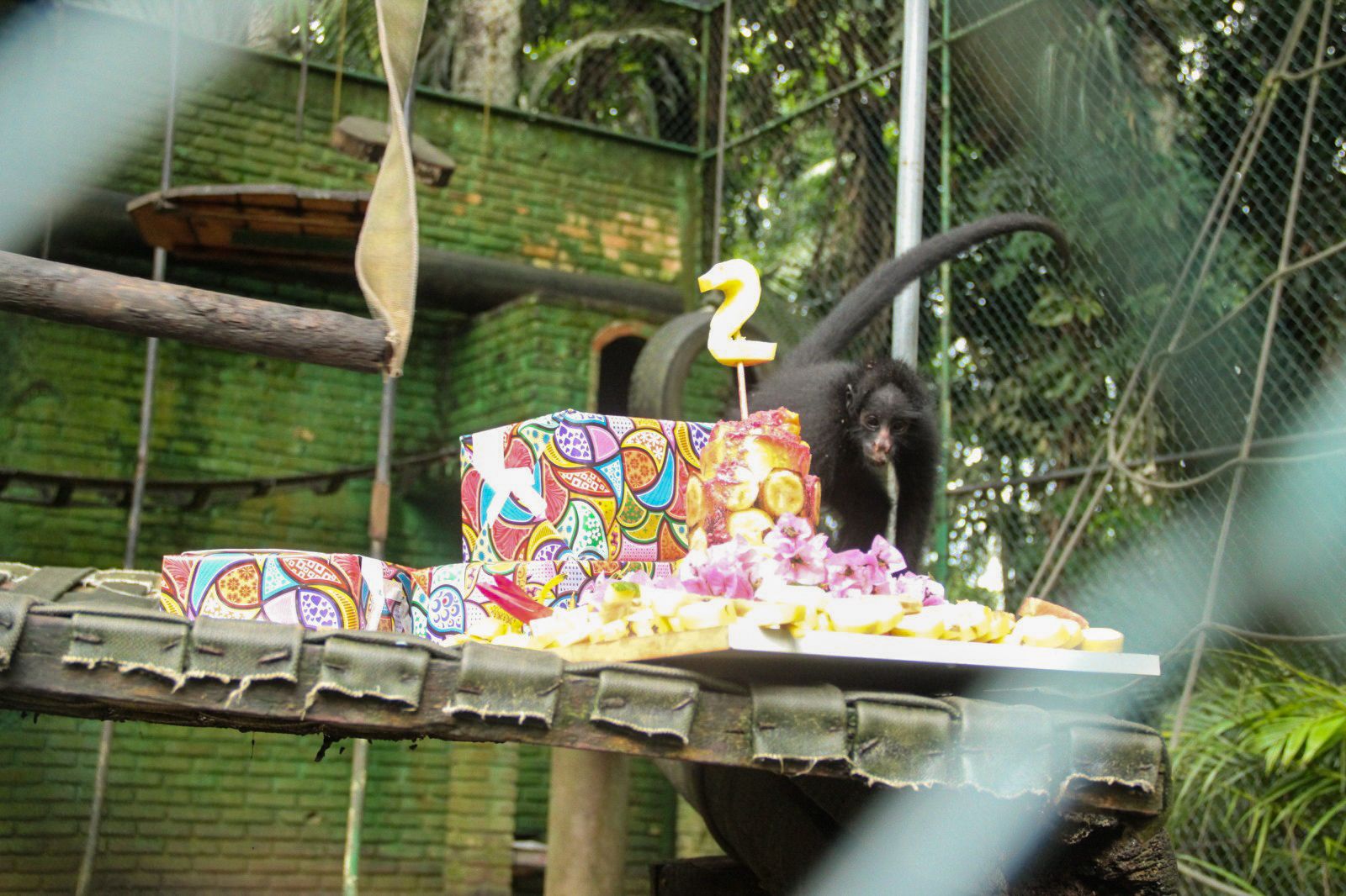 Macaquinho mais novo do Zoobotânico completa 2 anos